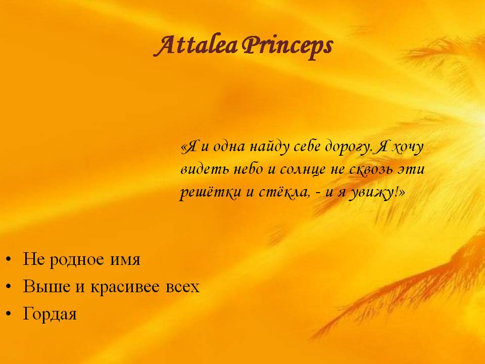 Attalea Princeps
