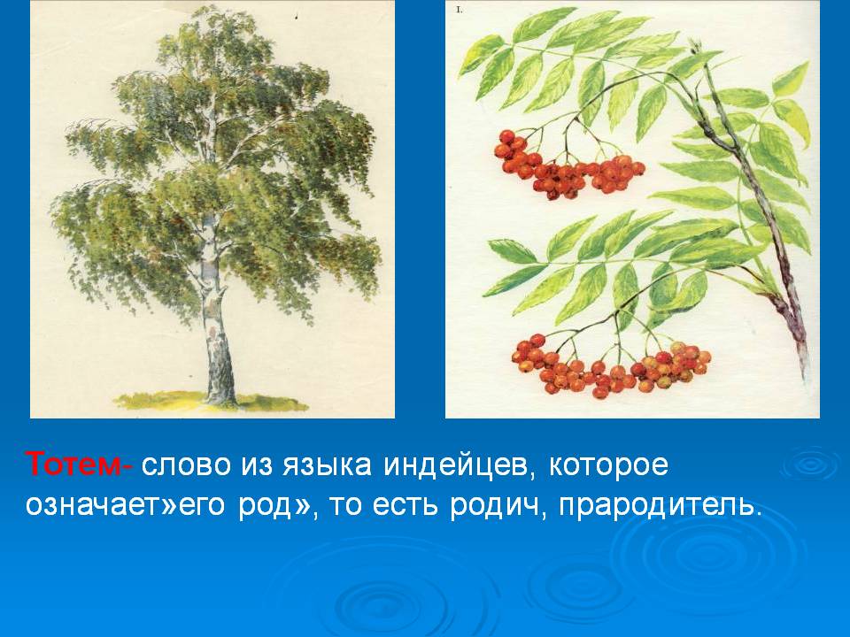 Тотем- слово из языка индейцев, которое означает»его род», то есть
