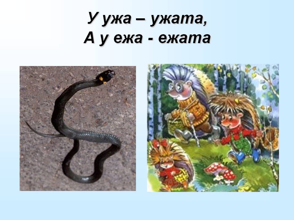 У ужа – ужата, А у ежа - ежата