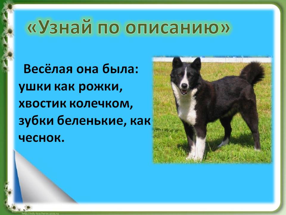 Ушки