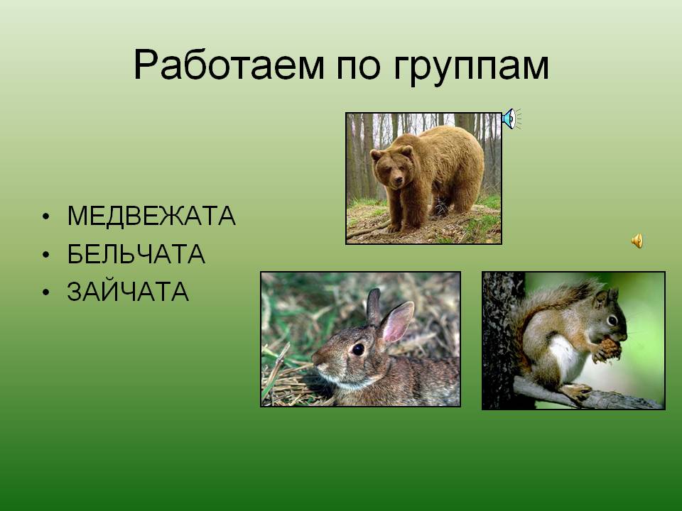 Медвежата