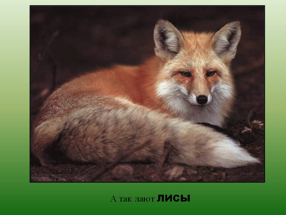 Лисы
