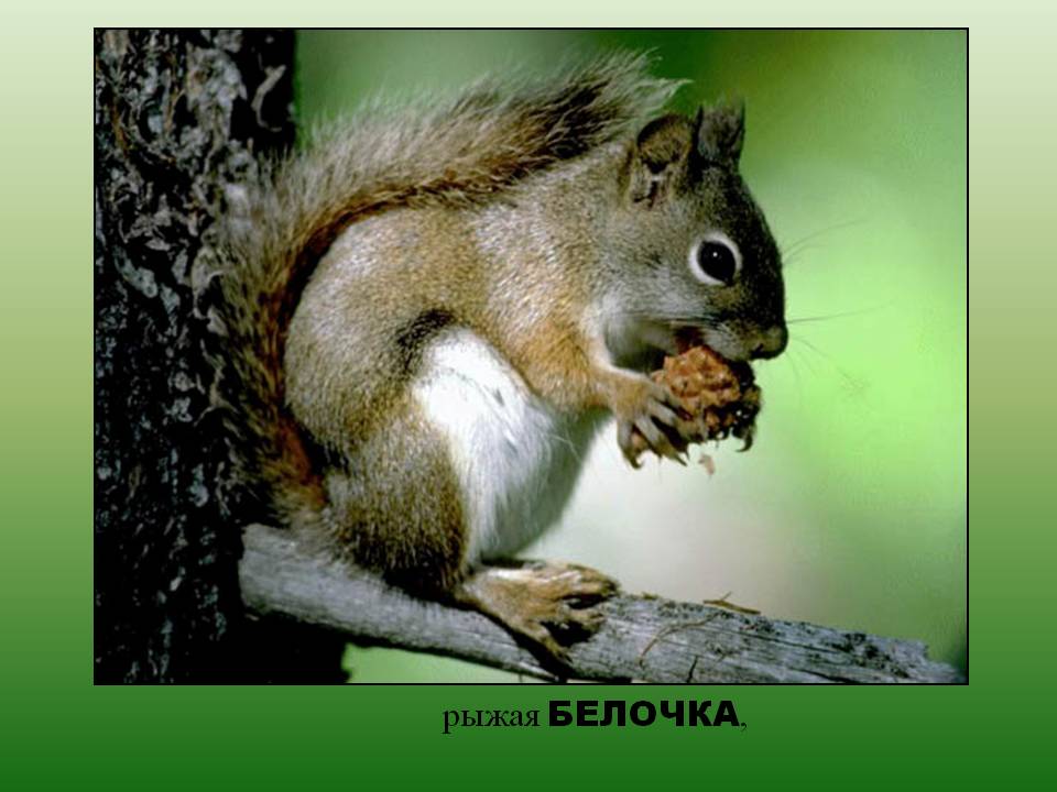 Рыжая белочка