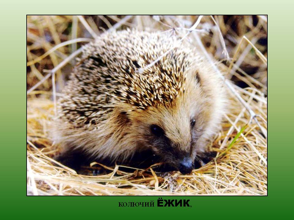 Колючий ёжик