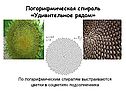 Цветки в соцветиях подсолнечника
