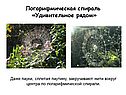 Пауки