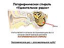 Человеческое ухо