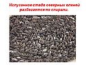 Испуганное стадо