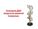 Молекула ДНК