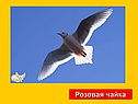 Графическое решение уравнений и неравенств