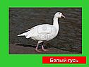 Графическое решение уравнений и неравенств