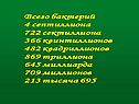 Всего бактерий 4 септиллиона
