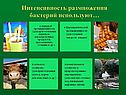 Интенсивность размножения бактерий