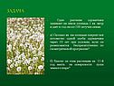 Одно растение одуванчика
