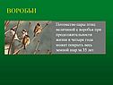 Воробьи
