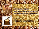 Столько зёрен должен был получить изобретатель шахмат