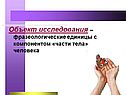 Фразеологические единицы с компонентом «части тела» человека