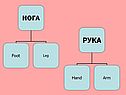 Английские фразеологизмы с частями тела