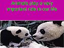 Animals in our life