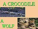 A crocodile