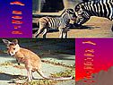 A zebra