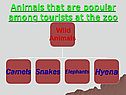 Animals that are popular among tourists at the zoo