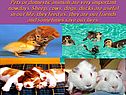 Pets or domestic animals