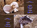 A sheep