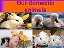 Our domestic animals