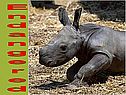 Endangered