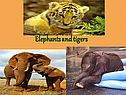 Elephants and tigers