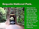 Sequoia National Park