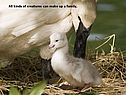 All kinds of creatures can make up a family
