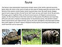 fauna