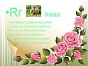 Rabbit