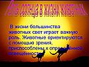 Роль Солнца в жизни животных