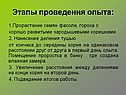 Этапы проведения опыта:
