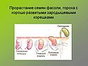 Прорастание семян фасоли, гороха с хорошо развитыми зародышевыми