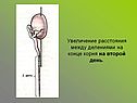 Увеличение расстояния между делениями на конце корня на второй день