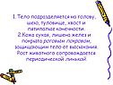 Тело подразделяется на голову, шею, туловище, хвост и пятипалые