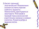 3.Скелет прочный, окостеневший