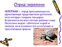 Отряд: черепахи