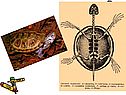 7 класс пресмыкающиеся