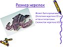 Размер черепах