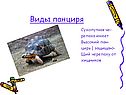 Виды панциря