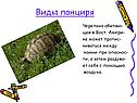 Виды панциря