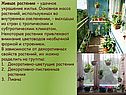Живые растения