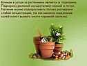 Подкормка