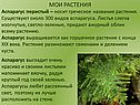 Мои растения