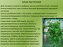 Циссус ромболистный